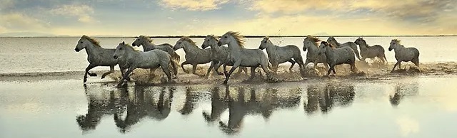 manada equinos